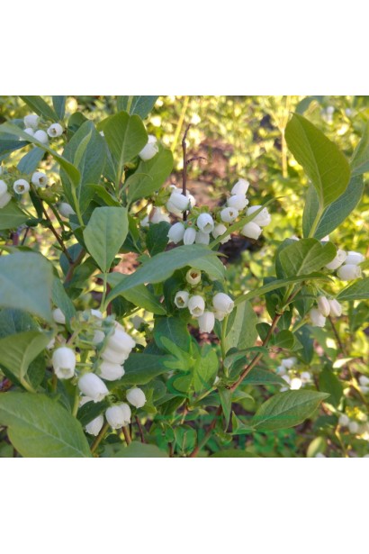 Голубика американская Дарроу